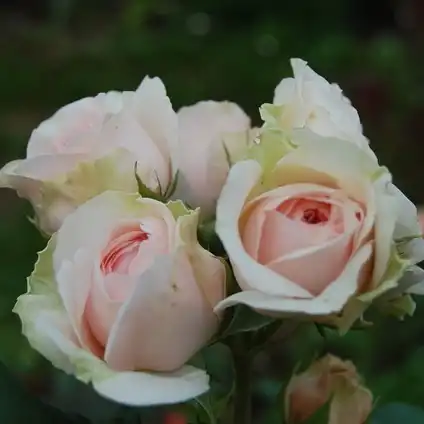 Rosa Auslight - roz - trandafir englezesti